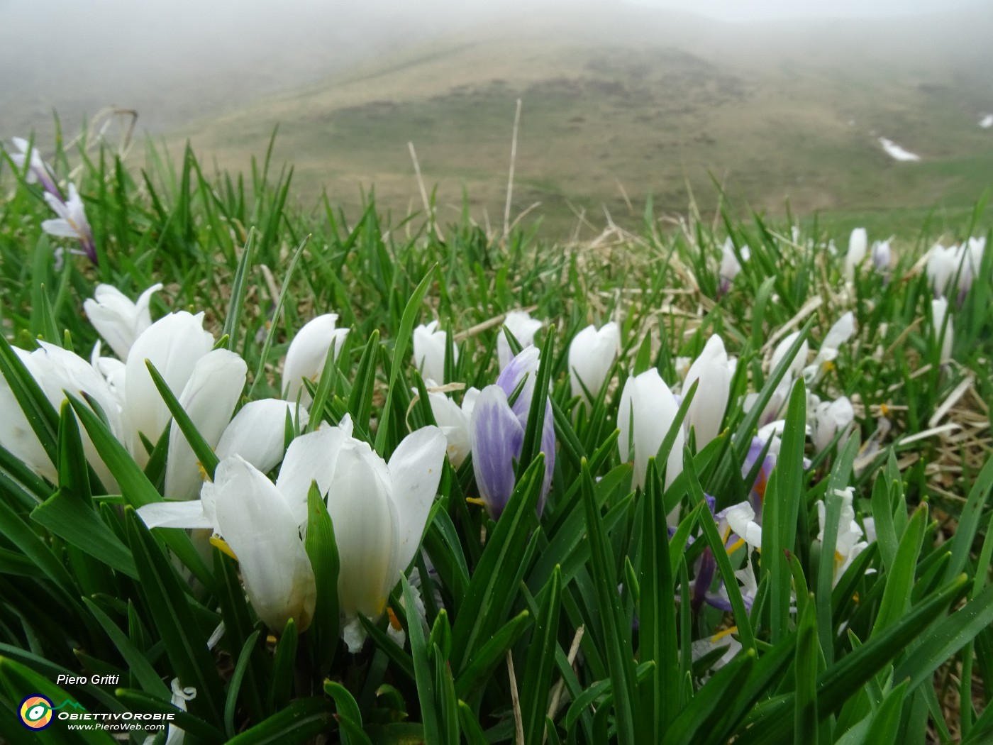 57 Nei pascoli fioriture di Crocus vernus.JPG